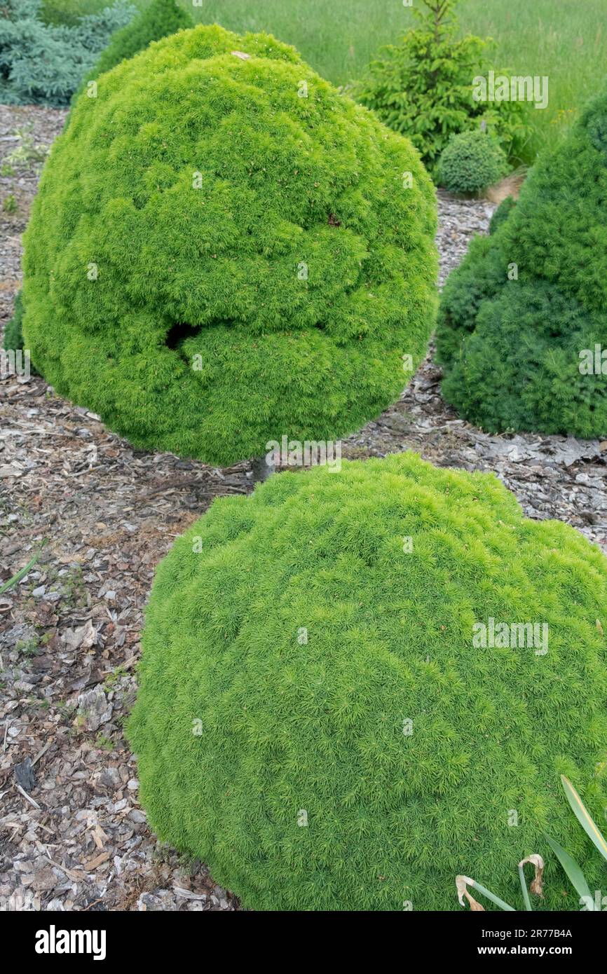 Pinaceae Family Garden cultivar piante sferiche Alberta Spruce Picea glauca var. Albertiana 'Alberta Globe' Spruce Tree Dwarf Ball Form Conifer Foto Stock