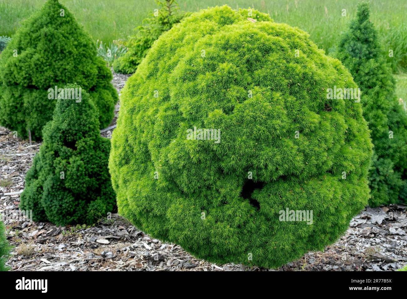 Picea glauca "Alberta Globe" in giardino, piante a forma di conifere a crescita lenta famiglia di pinacee di abete sferico Globe Foto Stock