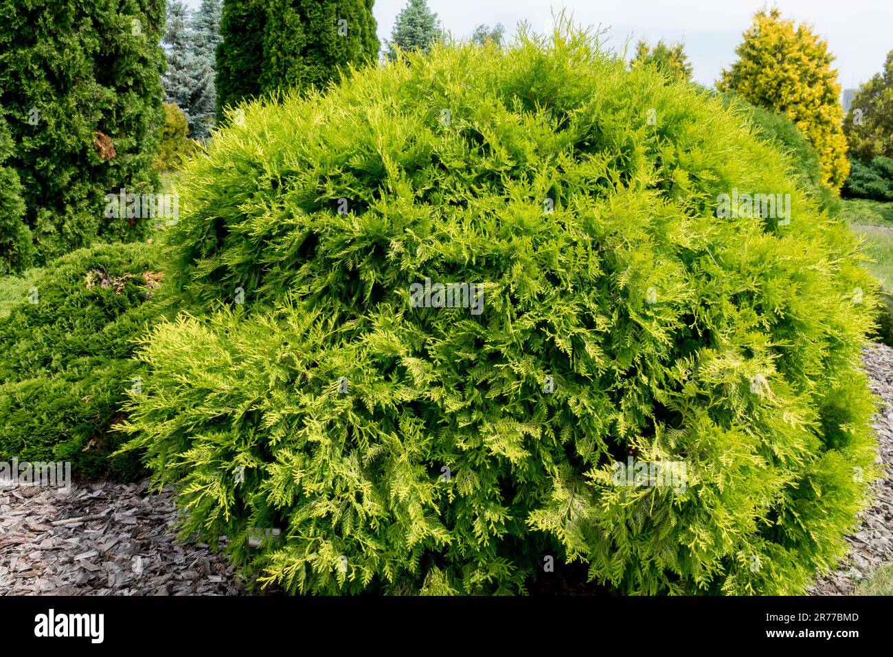 Sferico, Arborvitae americano, Thuja occidentalis 'Danica Aurea', Globe, albero, Giardino Foto Stock