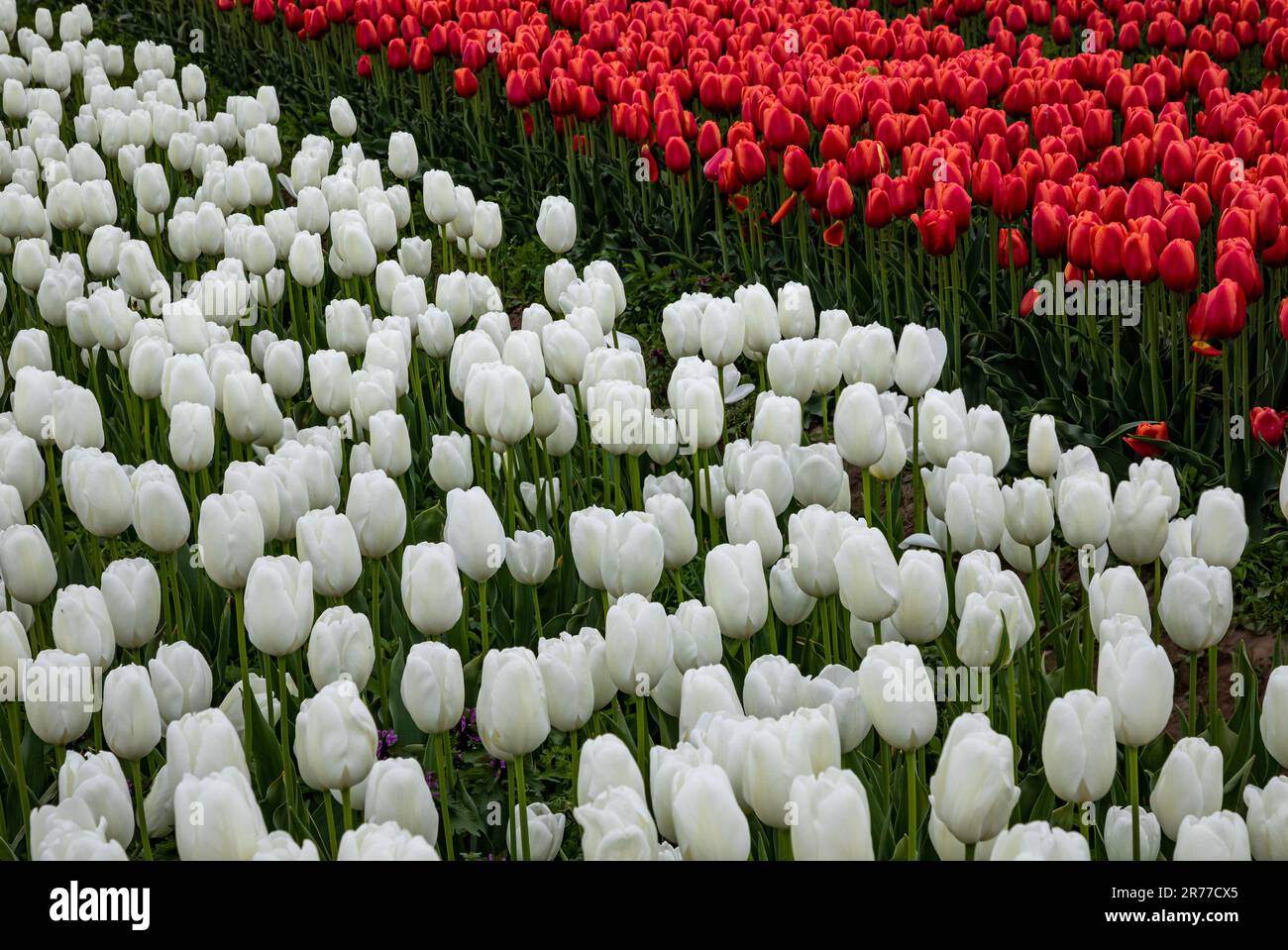 WA23408-00...WASHINGTON - campo di tulipani, bianchi e rossi, a RoosenGaarde Tulip and Bulb Farm nella Skagit Valley. Foto Stock