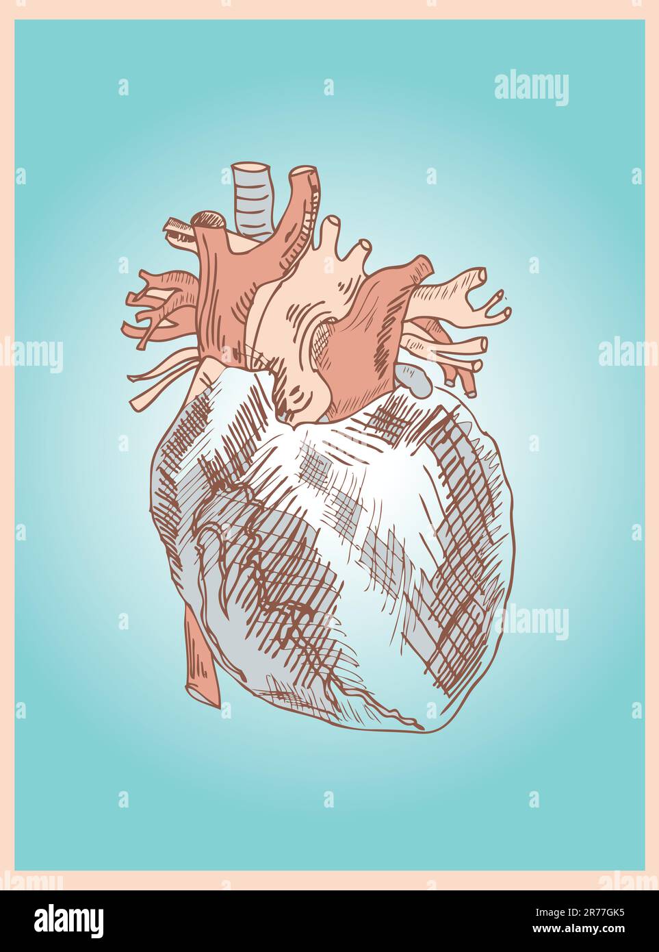 Illustrazione medica di un vettore cardiaco Illustrazione Vettoriale