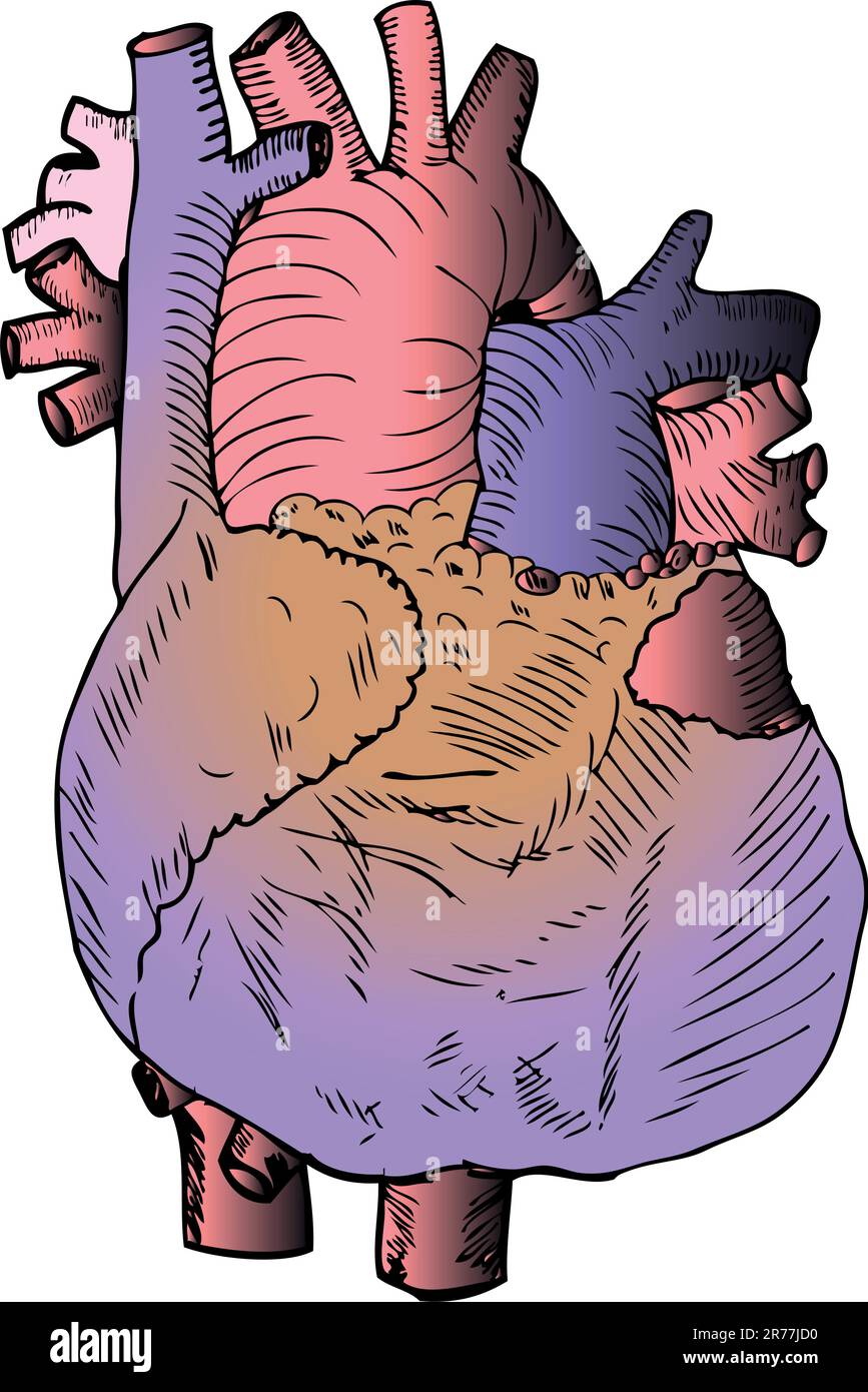 Illustrazione Heart Medical Illustrazione Vettoriale