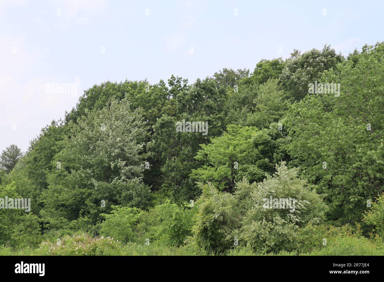 Un sacco di alberi verdi graziosi Foto Stock