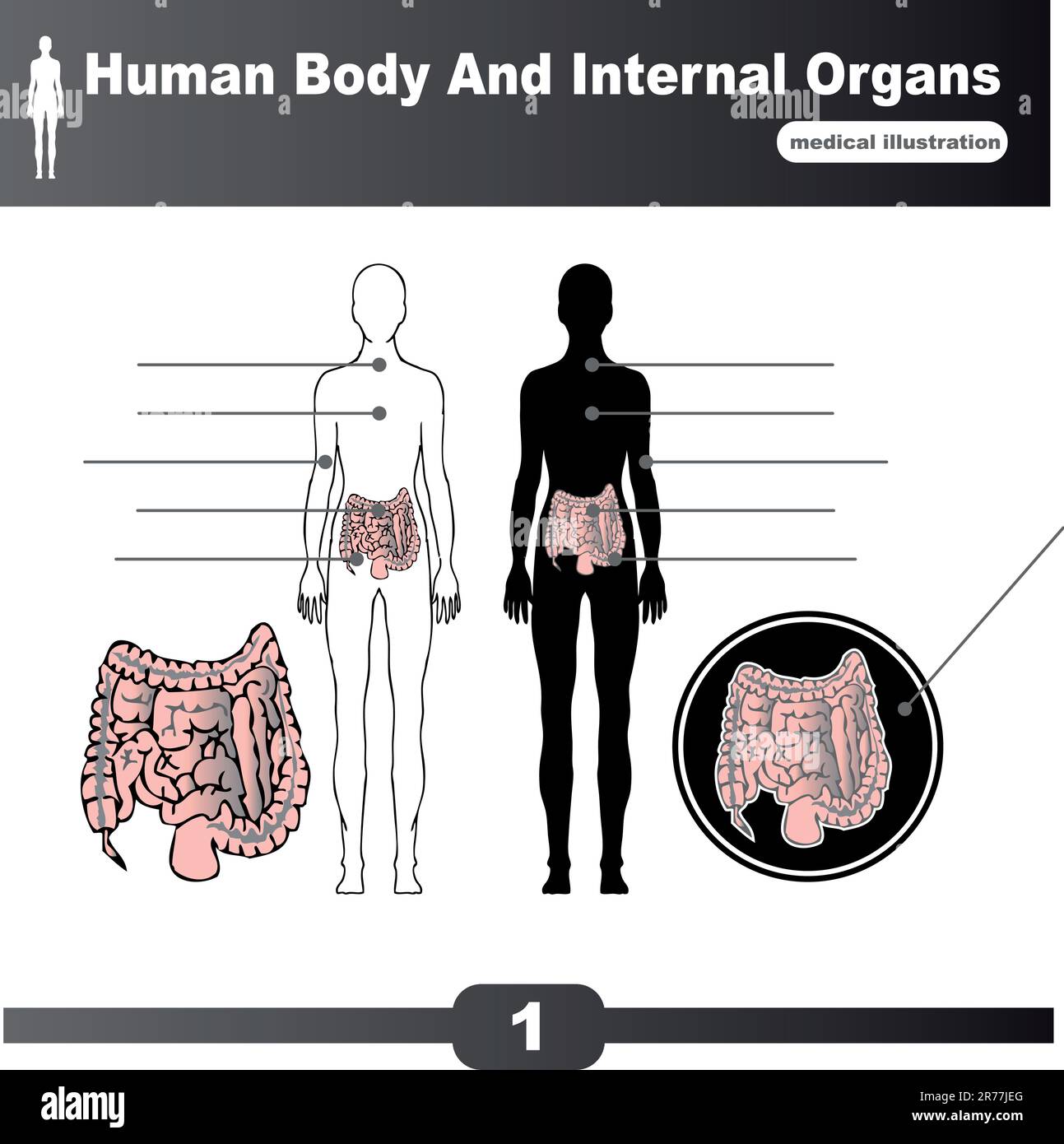 Vettore degli organi interni del corpo umano Illustrazione Vettoriale