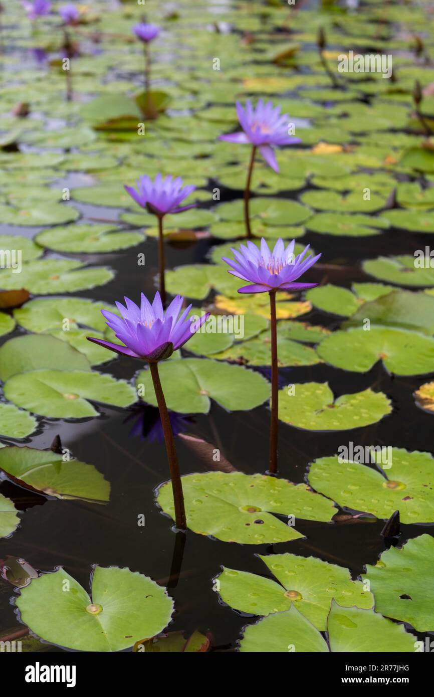 Nymphaea nouchali, Nymphaea stellata, loto blu, loto stellato, giglio d'acqua rosso, giglio nana dell'acquario, giglio d'acqua blu, giglio d'acqua stellato blu, fiore di manel Foto Stock