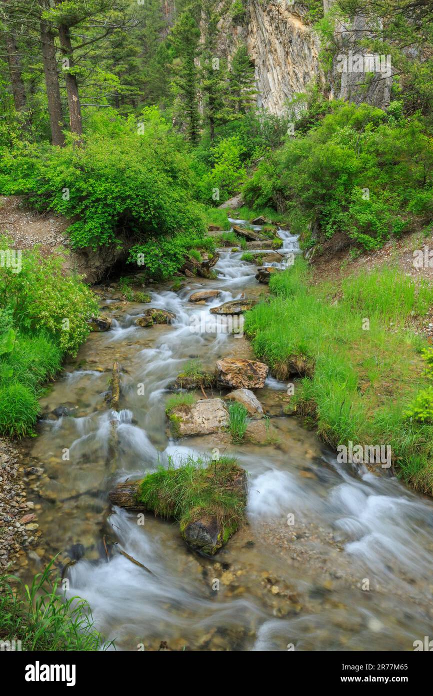 rapide nel canyon del torrente delle trote sopra il campeggio vigile vicino a york, montana Foto Stock