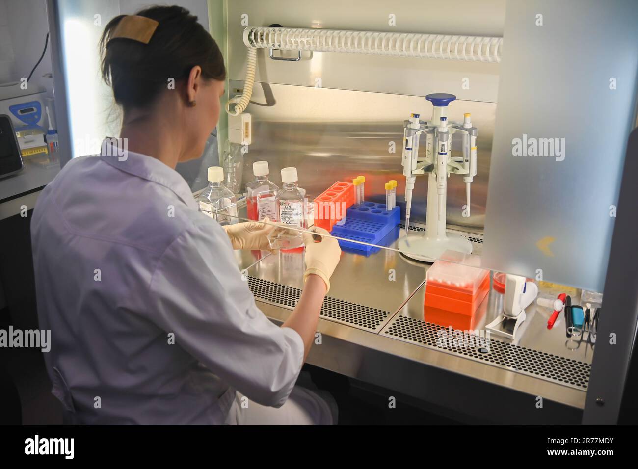 Ricercatore di colture cellulari in laboratorio. Lavorare in una casella di cella. Foto Stock