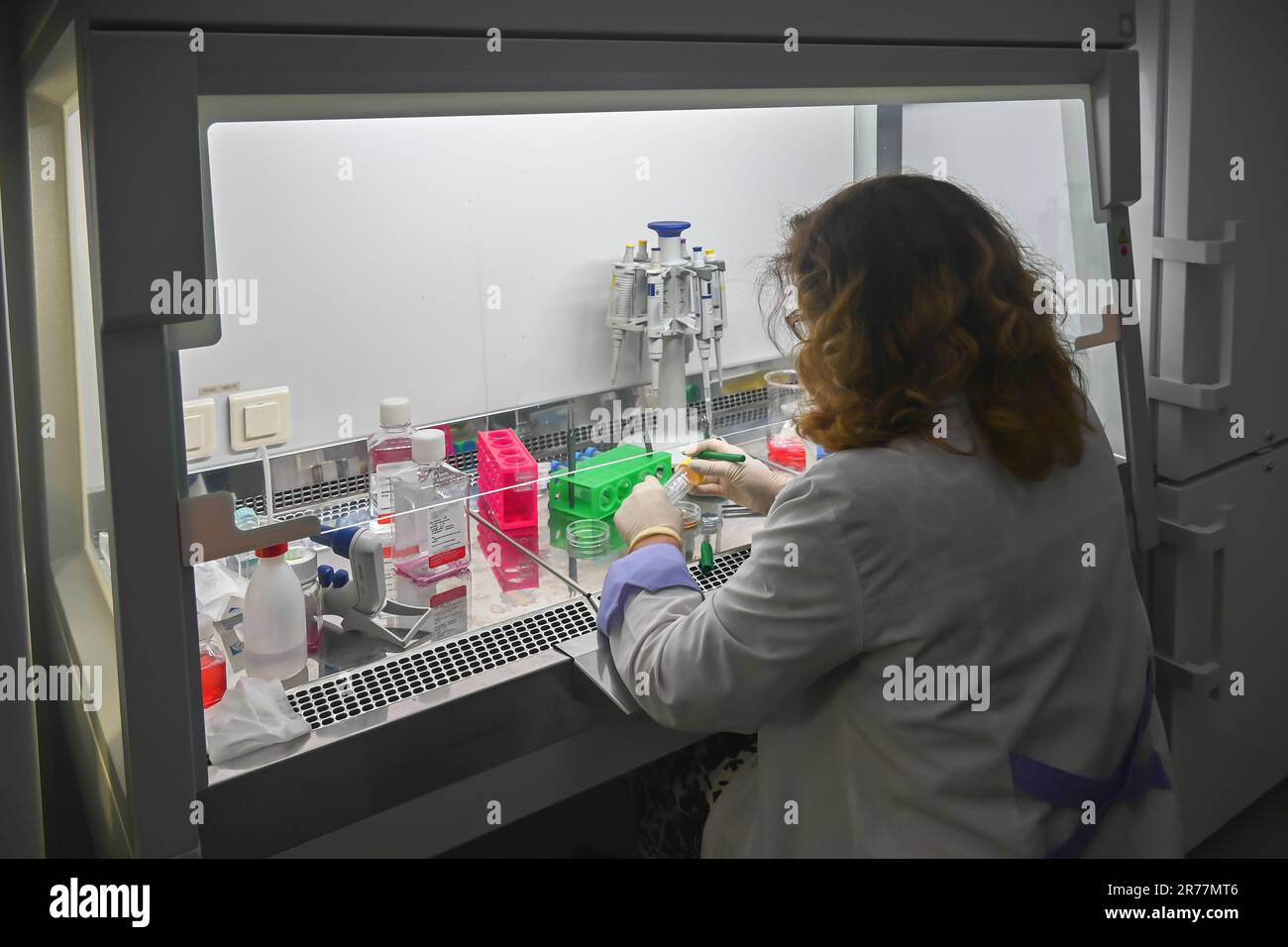 Ricercatore di colture cellulari in laboratorio. Lavorare in una casella di cella. Foto Stock