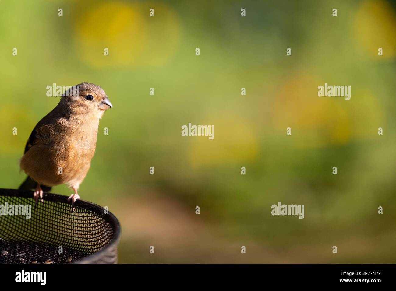 Bullfinch giovanile (pirrhula pirrhula) arroccato sul bordo di un vassoio di alimentazione degli uccelli in un giardino alla luce del sole di sera - Yorkshire, Regno Unito (giugno 2023) Foto Stock