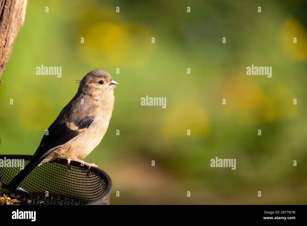 Bullfinch giovanile (pirrhula pirrhula) arroccato sul bordo di un vassoio di alimentazione degli uccelli in un giardino alla luce del sole di sera - Yorkshire, Regno Unito (giugno 2023) Foto Stock