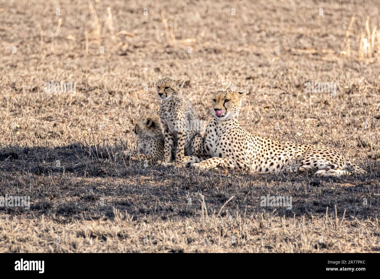 Il ghepardo femminile con i cubetti. La famiglia dei ghepardi (Acinonyx jubatus) Foto Stock