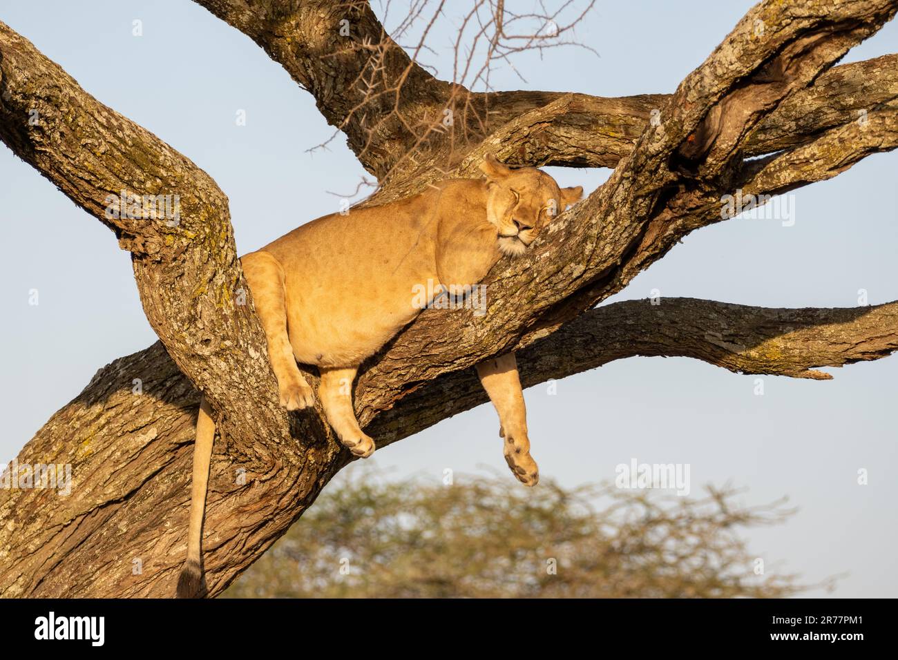 Bella vista di una leonessa godendo il suo riposo su un albero di sera. Foto Stock