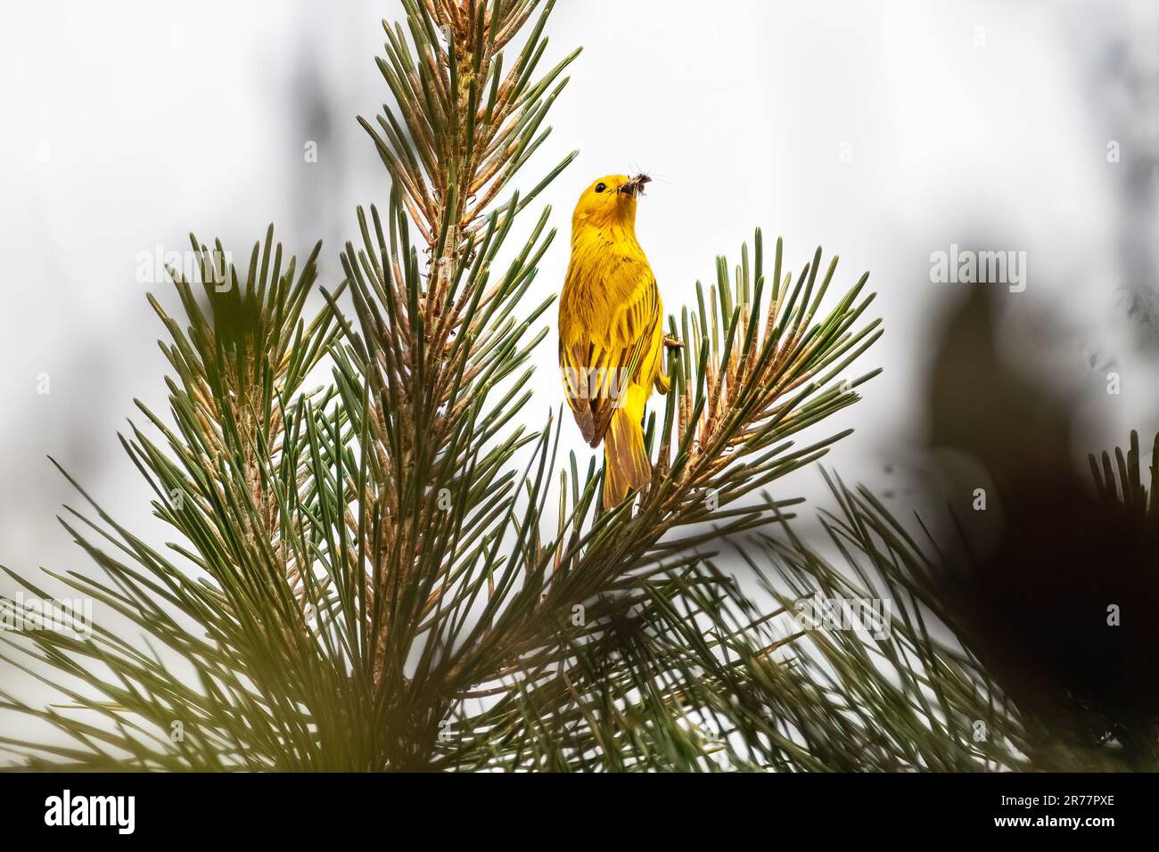 Warbler giallo con preda di insetto Foto Stock