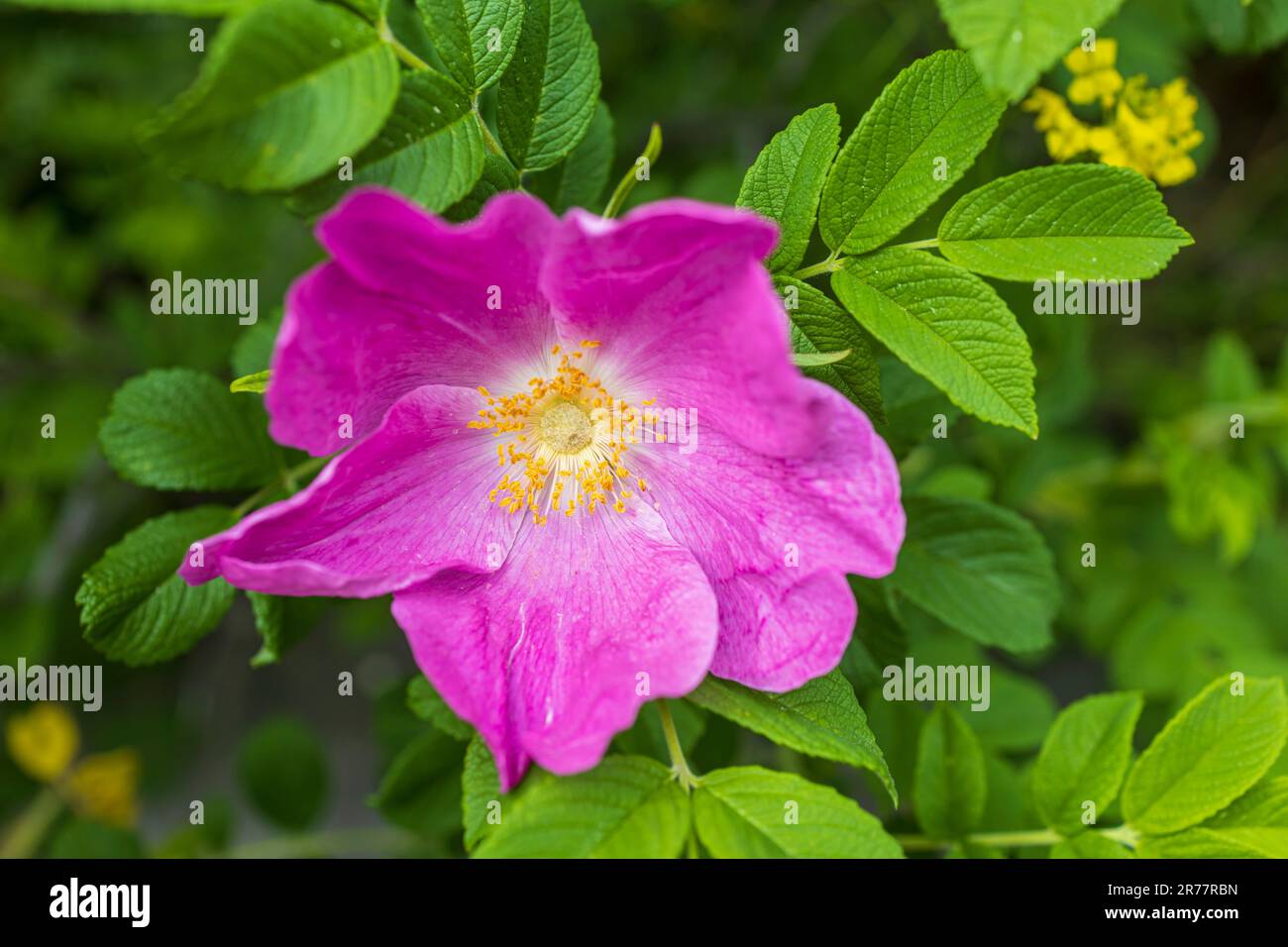 Una rosa è una pianta perenne boscosa del genere Rosa, della famiglia Rosaceae, o il fiore che porta. Ci sono oltre trecento spe Foto Stock