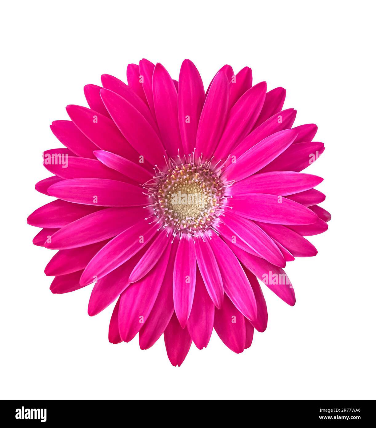 Fiore gerbera rosa isolato su sfondo bianco con tracciato di ritaglio. Vivace gerbera rosa brillante fiore margherita fioritura Foto Stock