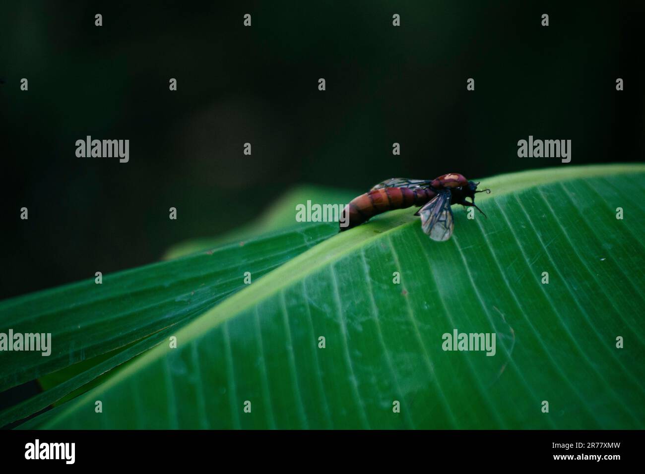 Rosso driver ANT (Dorylus helvolus) maschio attaccato da formiche più piccole , insetto su una foglia di banana verde Foto Stock