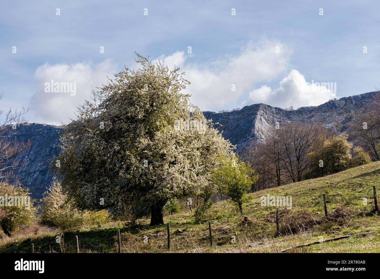 Esplorando le delizie botaniche delle foreste montane dei Paesi Baschi Foto Stock