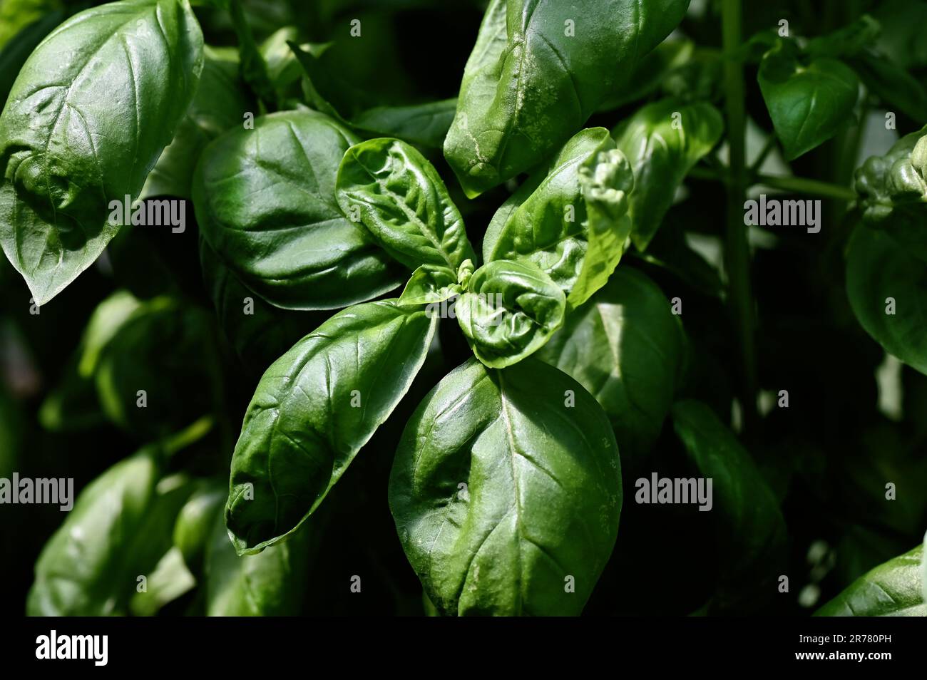 Pianta di basilico particolare delle foglie adatte alla cottura come pesto genovese, o insalate varie. Foto Stock