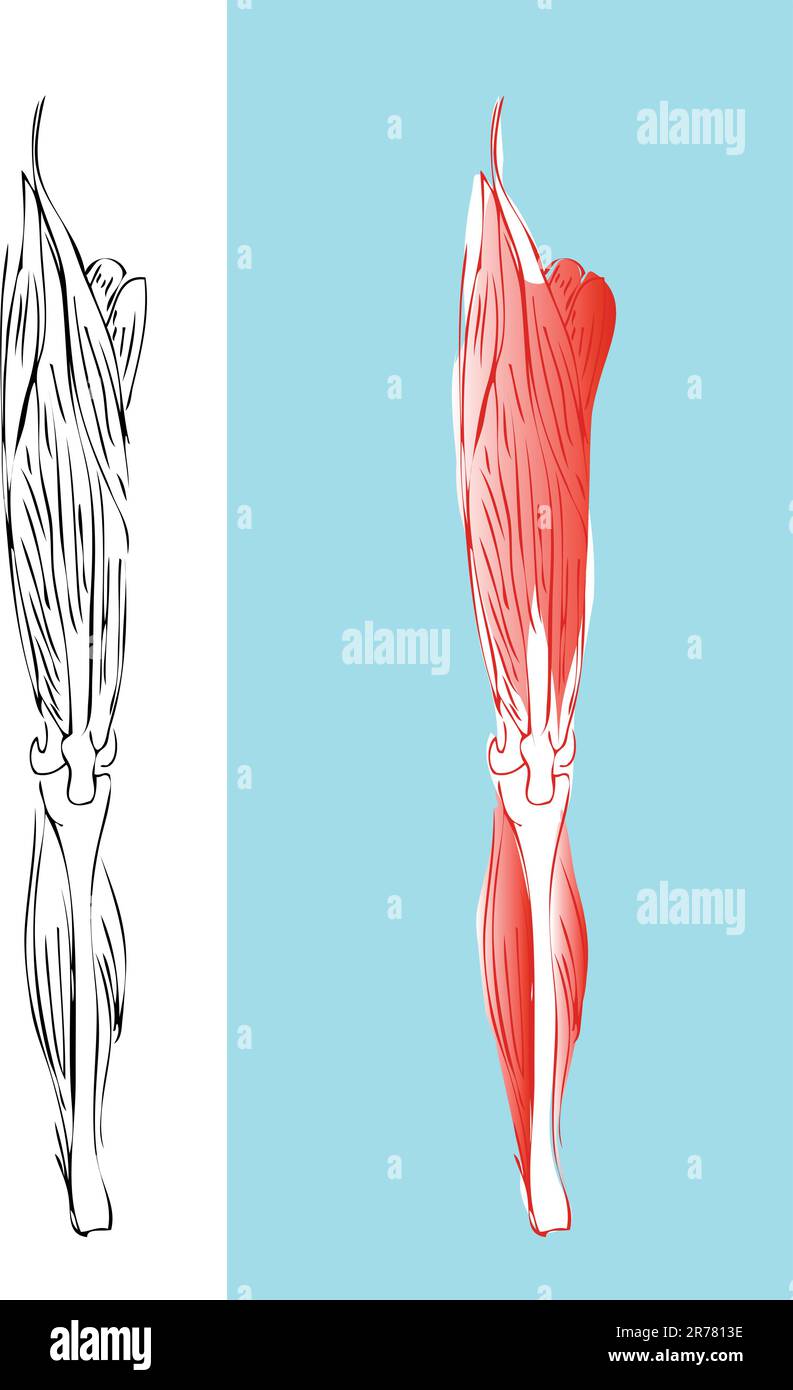Sistema muscolare anatomico delle gambe Illustrazione Vettoriale