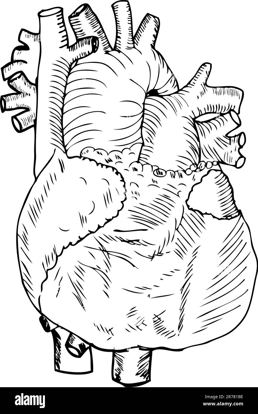 Illustrazione Heart Medical Illustrazione Vettoriale