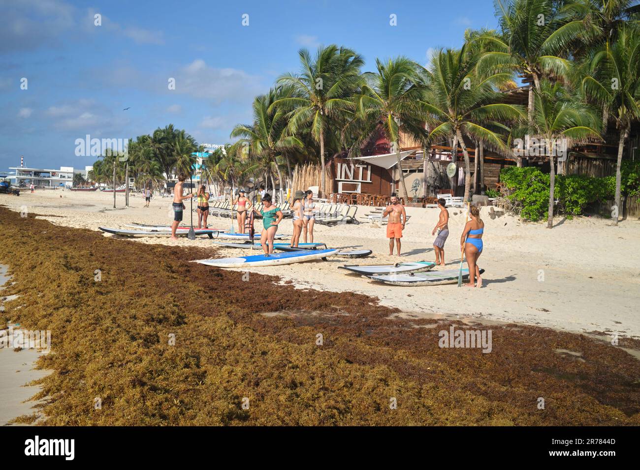 Alghe di Sargassum sulla spiaggia di Playa del Carmen Yucatan Mexico Foto Stock