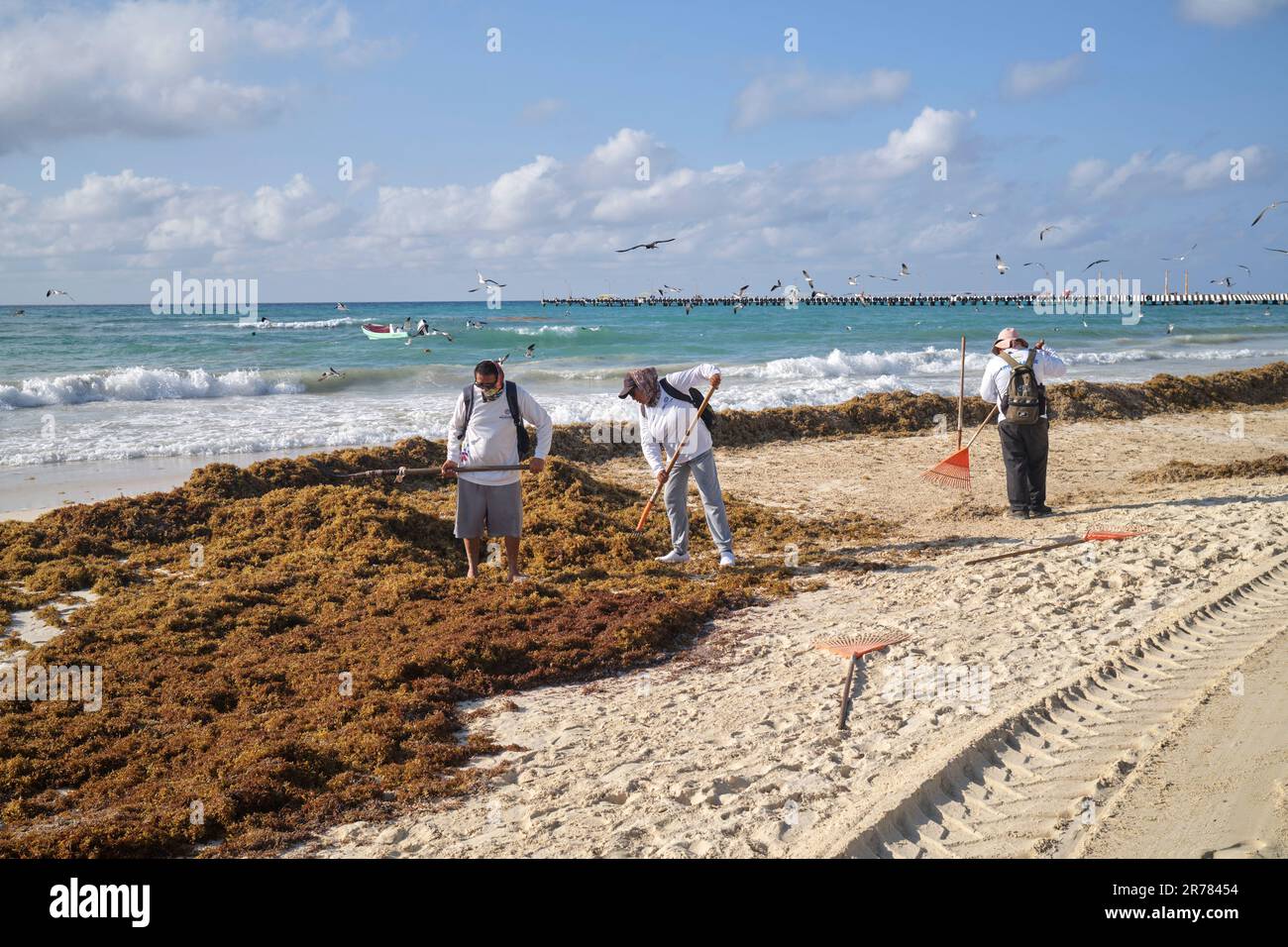 Alghe di Sargassum sulla spiaggia di Playa del Carmen Yucatan Mexico Foto Stock