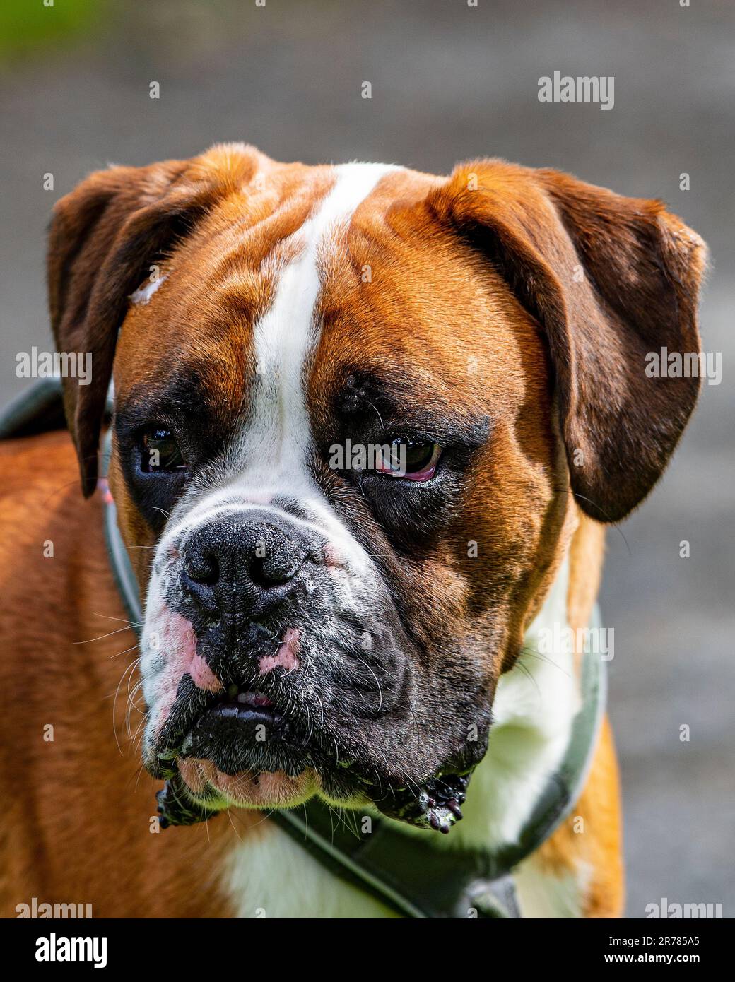 Cane Boxer con una triste espressione all'aperto. Foto Stock