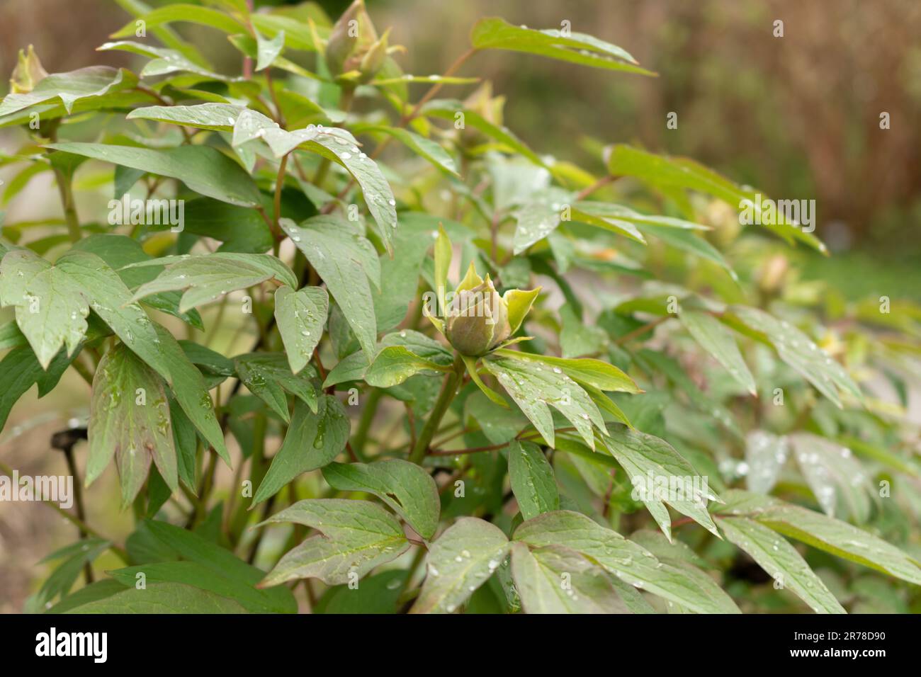 Zurigo, Svizzera, 20 aprile 2023 Paeonia X soffriticosa o hedgerow sorgeva nel giardino botanico Foto Stock