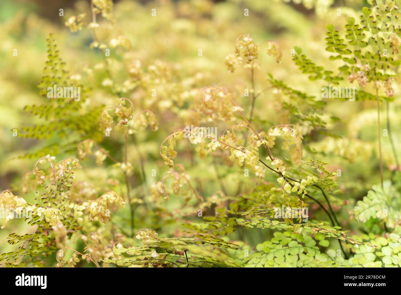 Zurigo, Svizzera, 20 aprile 2023 Adidenhair o Adidenhair himalayano nel giardino botanico Foto Stock