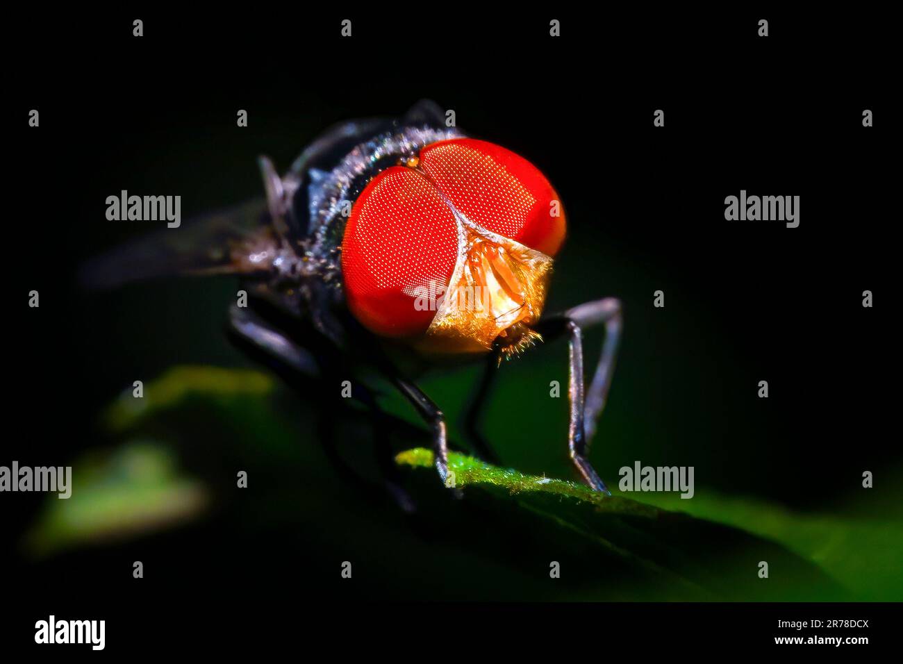 Un primo piano di una mosca da giardino rivela dettagli intricati e una nitidezza sorprendente. Foto Stock