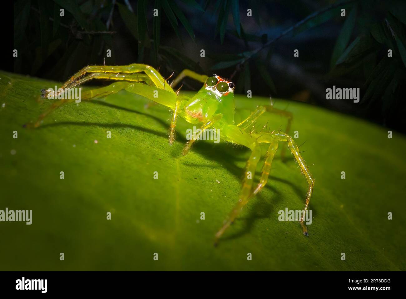 Un grazioso ragno verde saltatore posa per una foto nel Parco Nazionale delle Everglades. Foto Stock