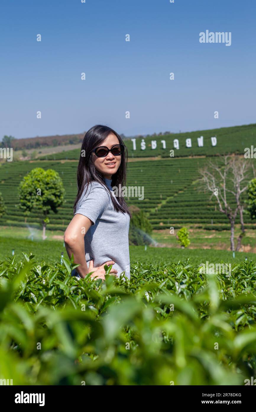 Mae Chan, Chiang Rai, Thailandia. Una donna asiatica tailandese posa per una foto nel mezzo delle terrazze del tè della piantagione di tè Choui Fong. Foto Stock