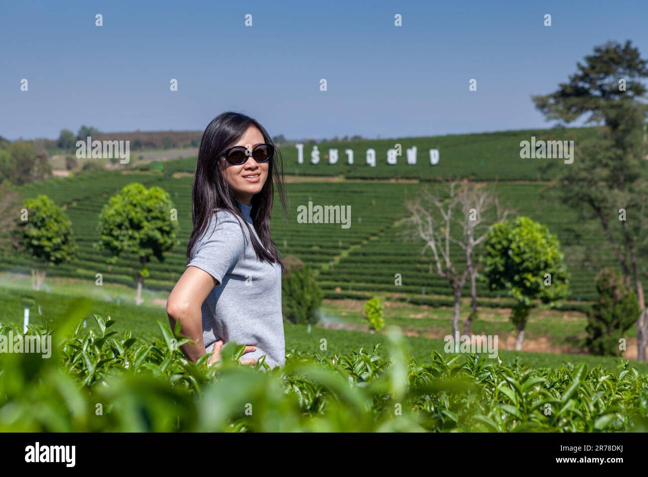 Mae Chan, Chiang Rai, Thailandia. Una donna asiatica tailandese posa per una foto nel mezzo delle terrazze del tè della piantagione di tè Choui Fong. Foto Stock