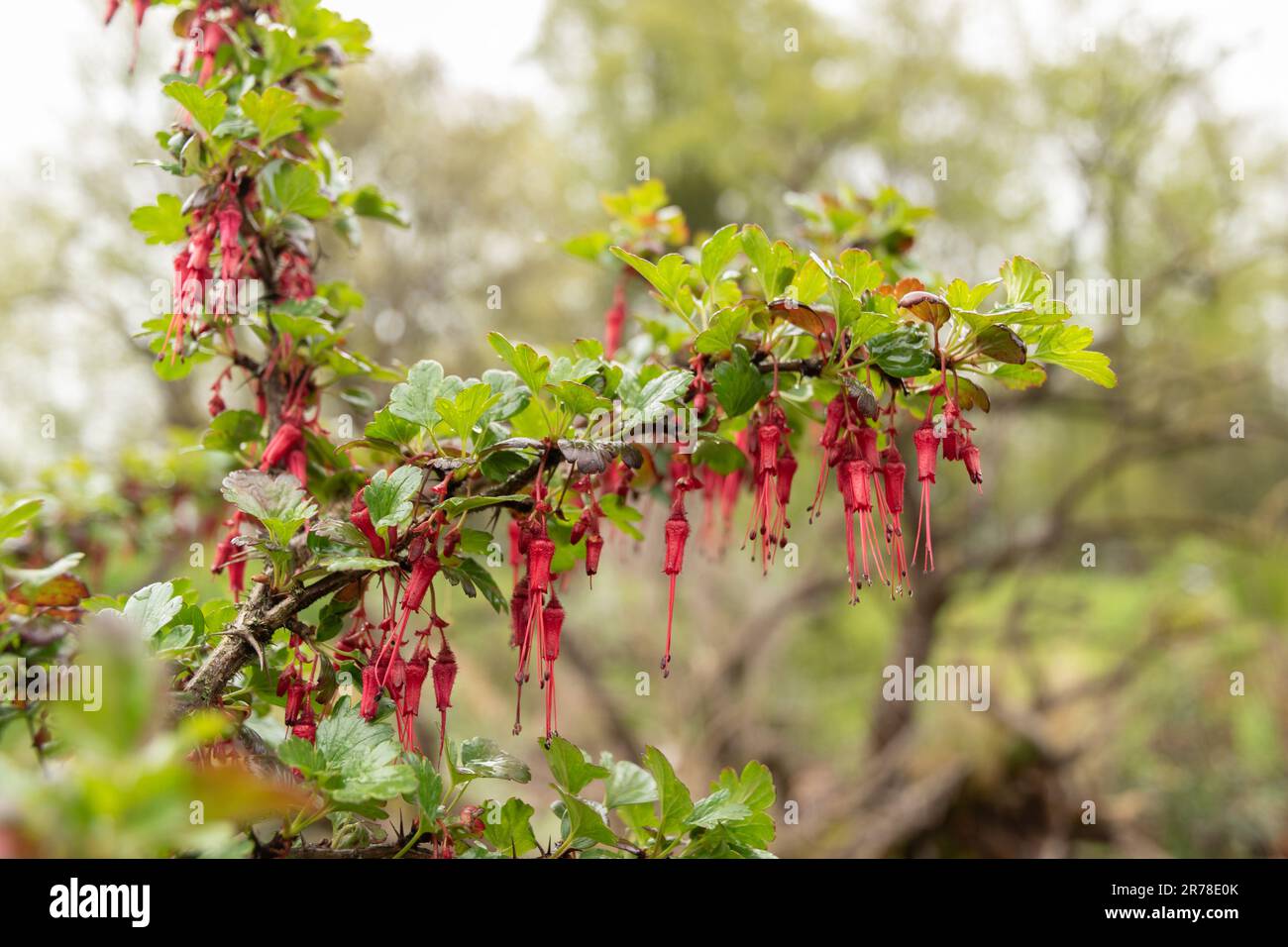 Zurigo, Svizzera, 20 aprile 2023 Ribes Speciosum o fucsia flowered uva spina nel giardino botanico Foto Stock