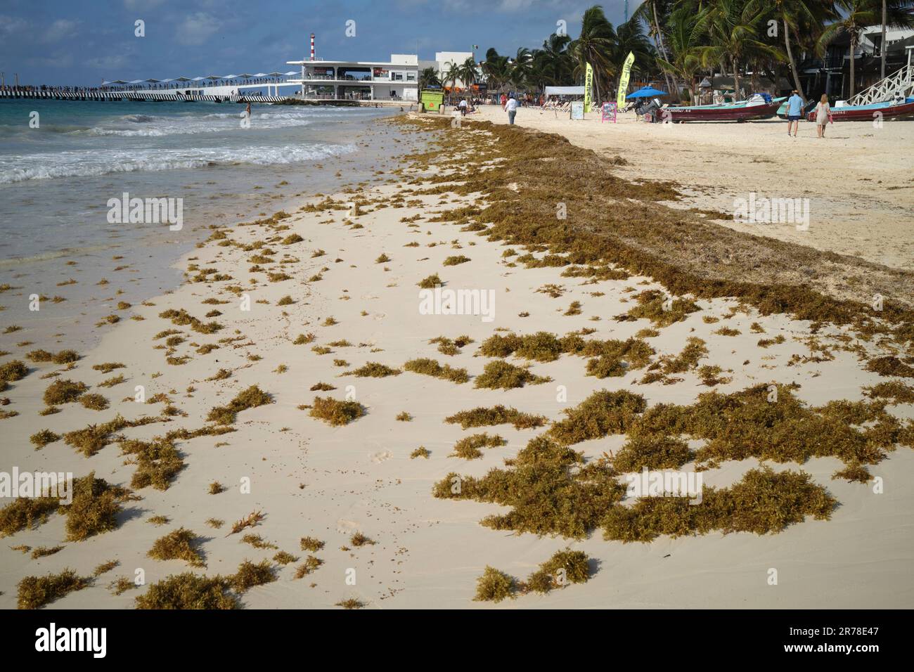 Alghe Sargassum sulla spiaggia di Playa del Carmen Yucatan Mexico Foto Stock