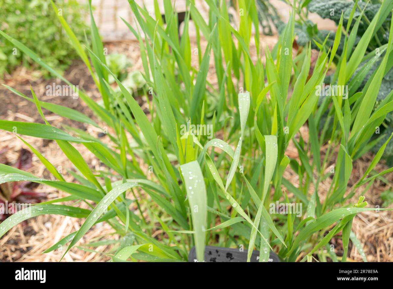 Zurigo, Svizzera, 20 aprile 2023 Triticum Durum o grano duro presso il giardino botanico Foto Stock