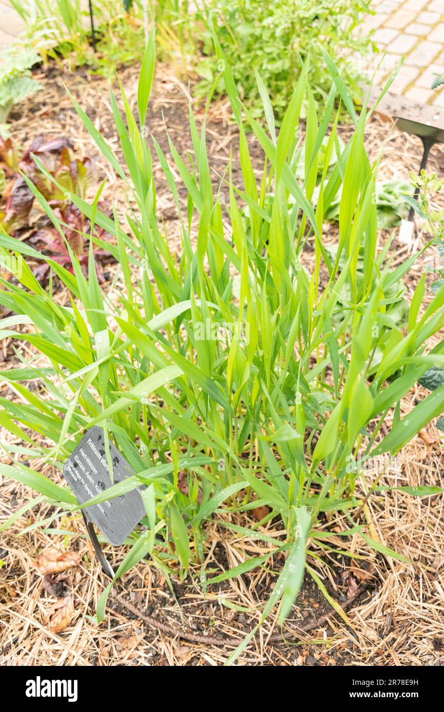 Zurigo, Svizzera, 20 aprile 2023 Triticum Durum o grano duro presso il giardino botanico Foto Stock