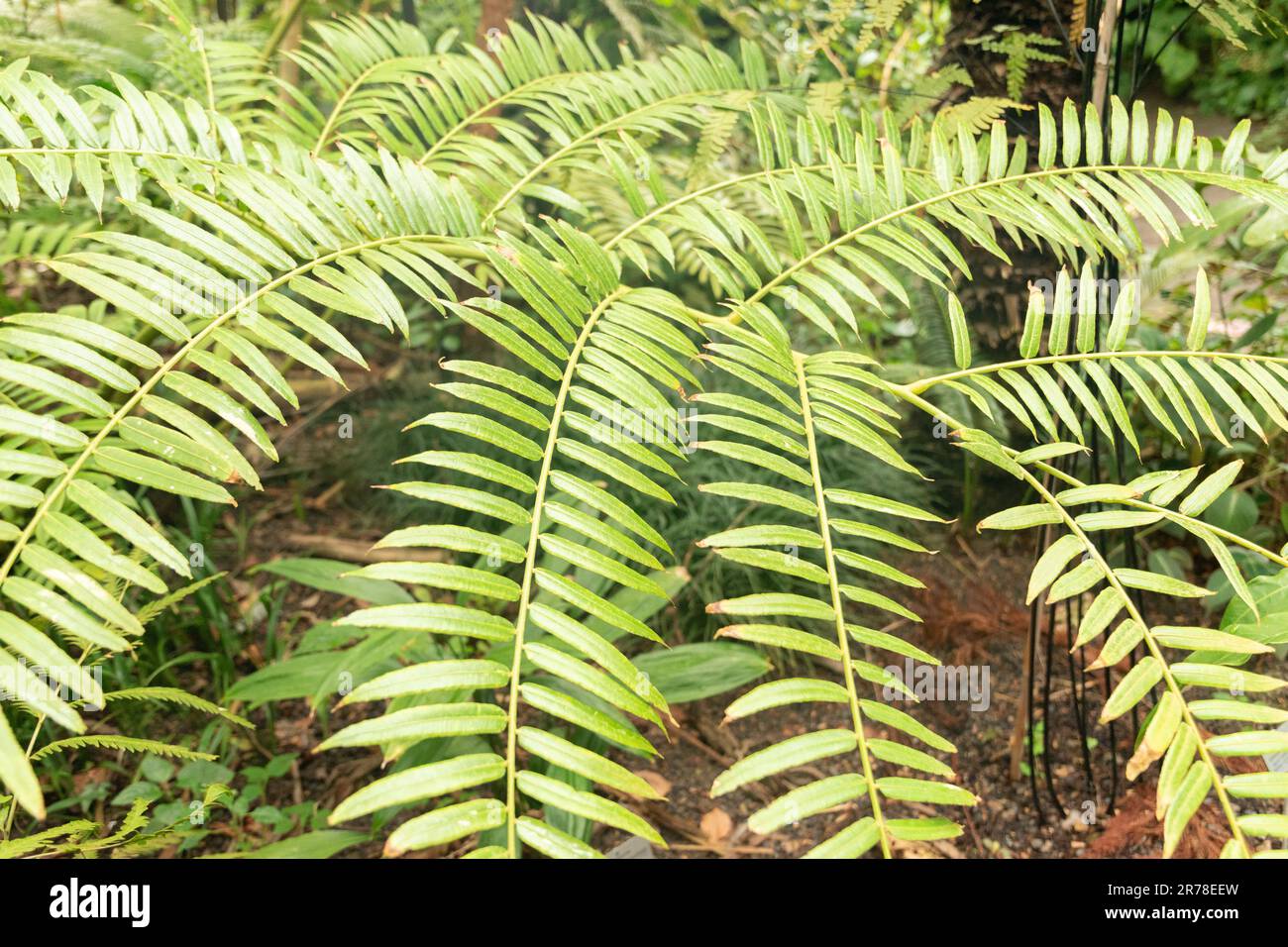 Zurigo, Svizzera, 20 aprile 2023 Angiopteris Evecta o felce gigante presso il giardino botanico Foto Stock