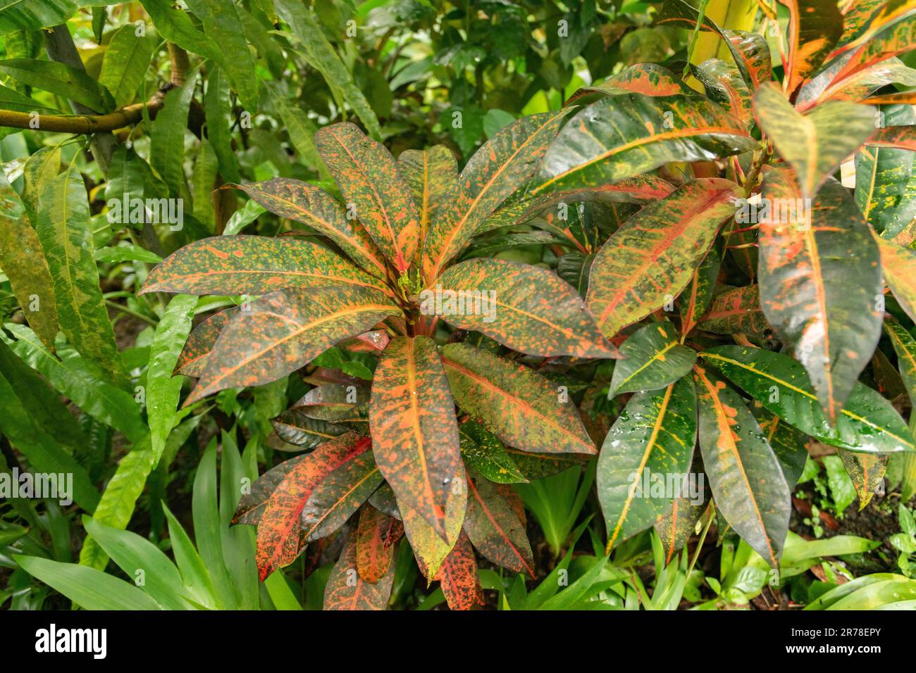 Zurigo, Svizzera, 20 aprile 2023 Codiaeum Variegatum o croto di fuoco presso il giardino botanico Foto Stock