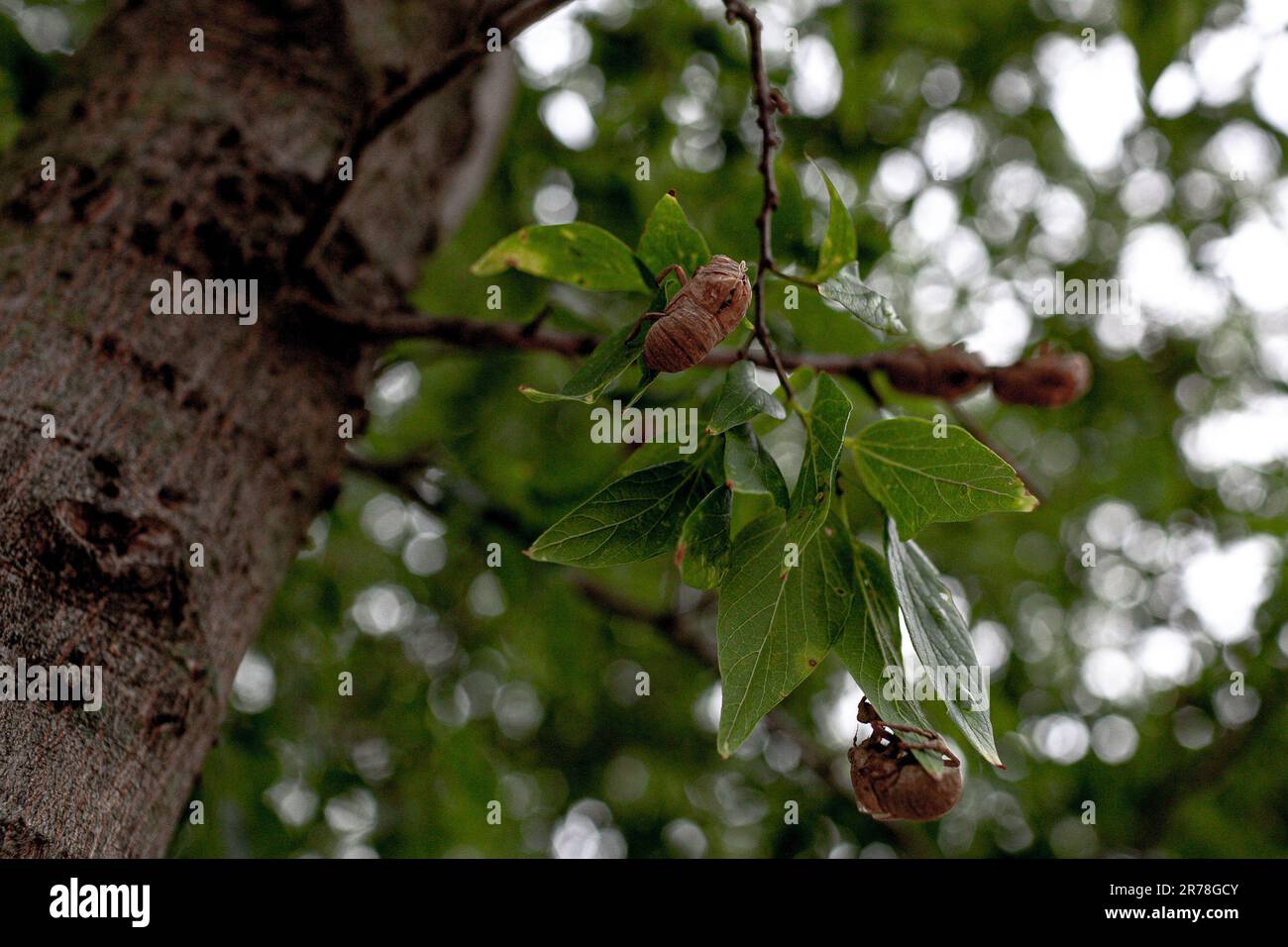 Sanger, Texas, Stati Uniti. 13th giugno, 2023. 6/13/23 Sanger, Texas - nel nord del Texas emergono sciami di cicale che avvolgono la regione in Cori assordanti. Le nuove cicale schiusa emergono dal loro sonno sotterraneo, creando una vibrante sinfonia di suoni e una vista ipnotizzante nel Texas settentrionale il 13 giugno 2023. (Credit Image: © Chris Rusanowsky/ZUMA Press Wire) SOLO PER USO EDITORIALE! Non per USO commerciale! Foto Stock