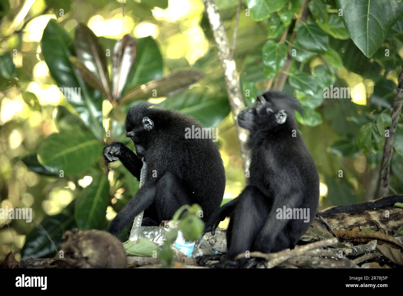 I macachi neri di Sulawesi (Macaca nigra) controllano la disponibilità di materiale alimentare in quanto stanno foraggiando vicino ad una spiaggia, dove viene macchiato un polverino di rifiuti di plastica, in TWA Batuputih (Parco Naturale di Batuputih) vicino alla Riserva Naturale di Tangkoko nel Nord Sulawesi, Indonesia. "Le attività umane insostenibili sono ora la forza principale che guida le specie primate all'estinzione", secondo un team di scienziati guidati da Alejandro Estrada (Istituto di Biologia, Università Nazionale Autonoma del Messico) nel loro articolo del 2017 pubblicato su ScienceAdvances. Foto Stock