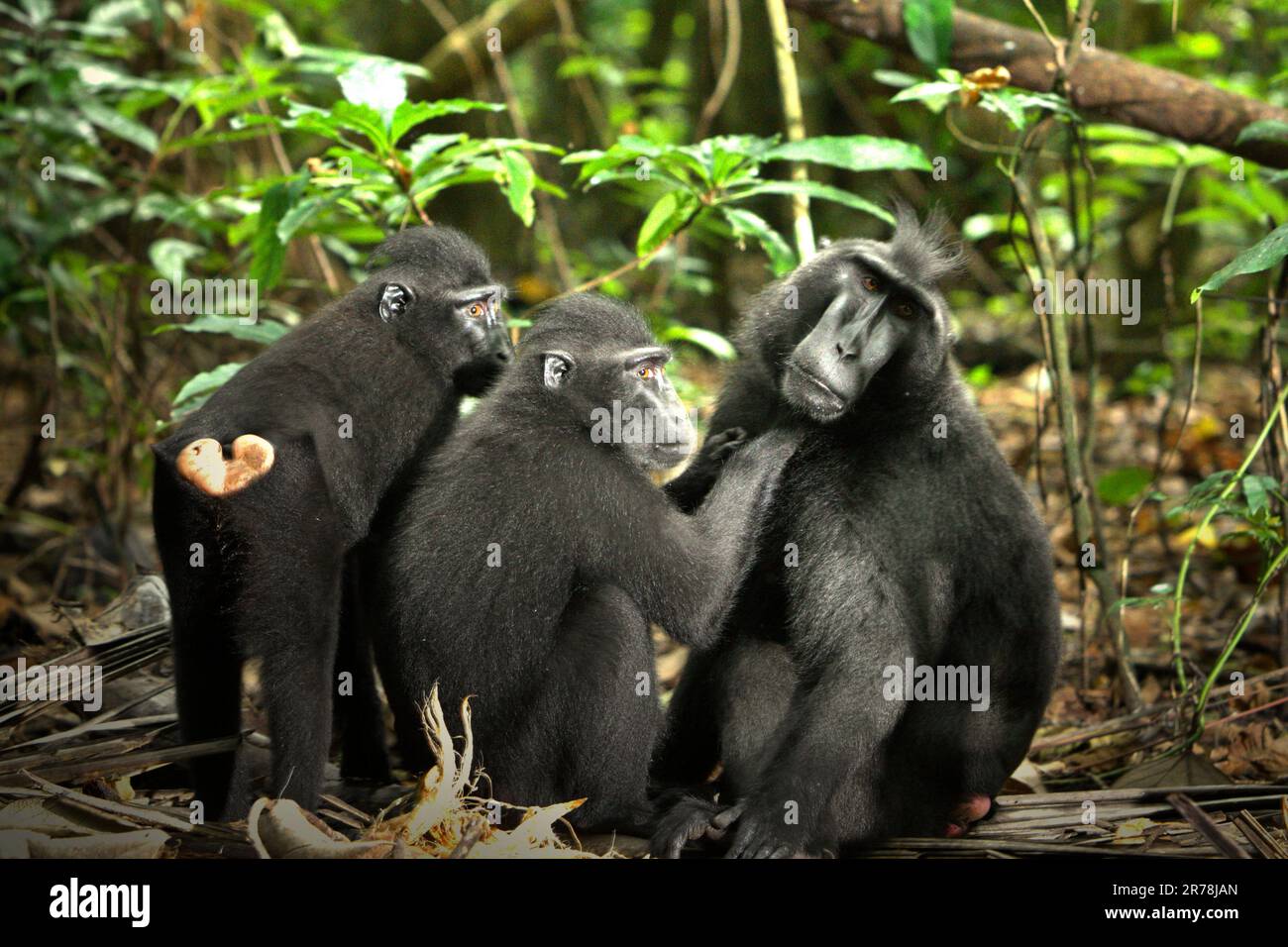 I macachi crestati di Celebes (Macaca nigra) sono fotografati mentre stanno avendo un'attività sociale nella foresta di Tangkoko, Sulawesi del Nord, Indonesia. Il cambiamento climatico e le malattie stanno emergendo minacce per i primati. Tuttavia, anche senza il fattore del cambiamento climatico, il nigra di Macaca è uno dei 25 primati più minacciati sulla terra. La specie è di fronte al bracconaggio (1.700 trappole sono state raccolte in 16 anni, i ricercatori hanno riferito), la perdita di habitat e altri tipi di minacce ecologiche causate dalle attività umane. Foto Stock