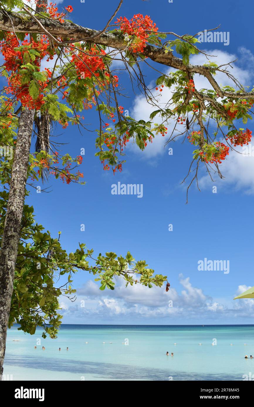 Pigeon Point Beach, Tobago, Indie Occidentali. Foto Stock