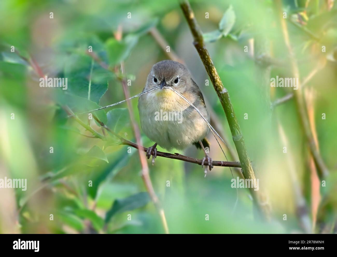 Una vista frontale di un warbler femminile giallo-gola che raccoglie materiale per costruire un nido Foto Stock