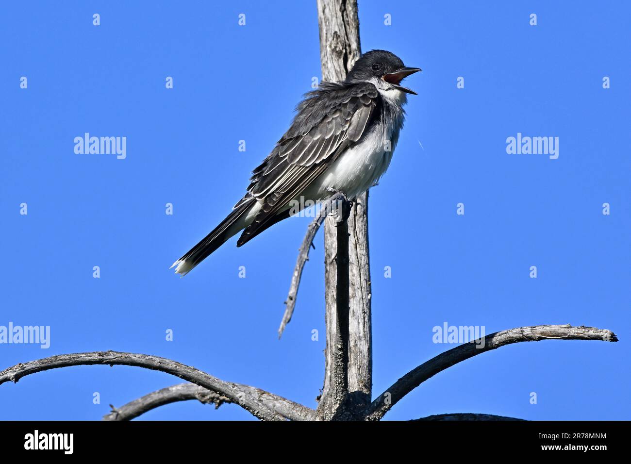 Un Eastern Kingbird, Tyrannus tirannus, arroccato sulla cima di un albero morto contro uno sfondo blu cielo essendo vocale Foto Stock