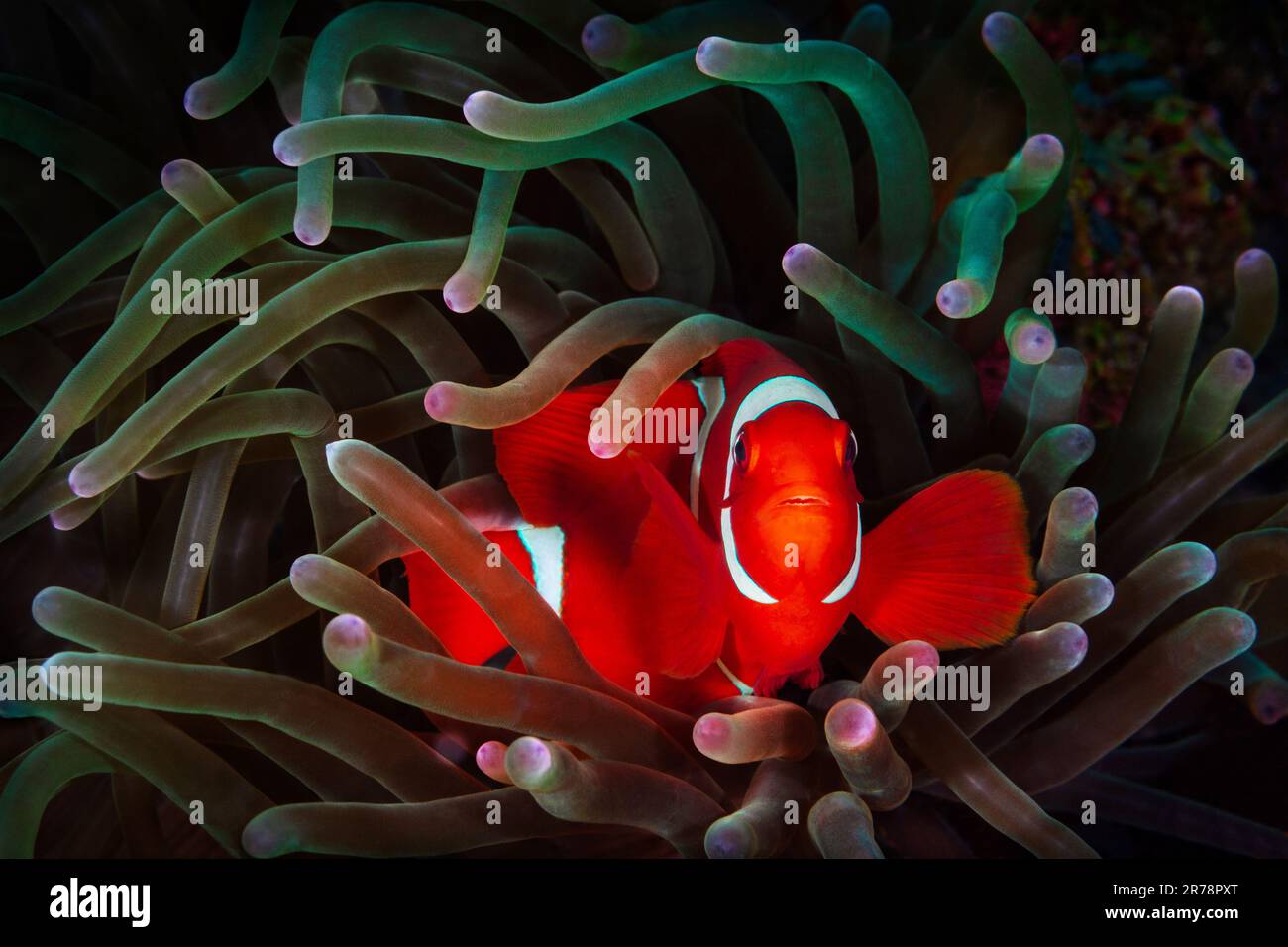 Un pesce clown fa contatto diretto dell'occhio all'interno del suo anemone rosa e verde ospite Foto Stock