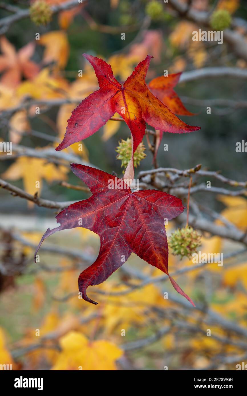 L'ultima delle colorate foglie d'autunno come l'inverno è qui. Preso in Lake George, NSW, Australia Foto Stock