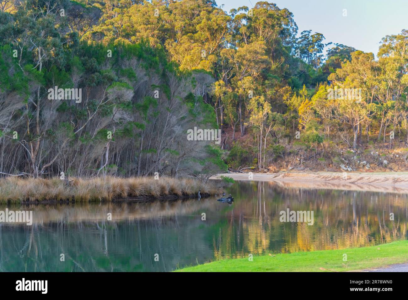 Riflessioni dell'albero nella luce del tardo pomeriggio su Shadrack Creek a Eden, NSW, Australia Foto Stock