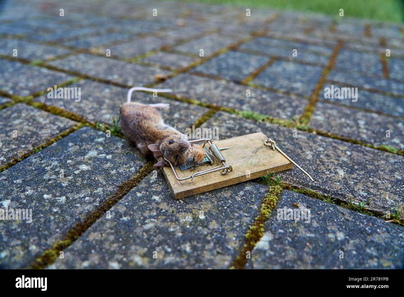 Primo piano di un piccolo topo vole banca morto in una vecchia trappola di legno, sanno spesso trasportare e trasmettere il virus hunta, che è una malattia pericolosa per Foto Stock
