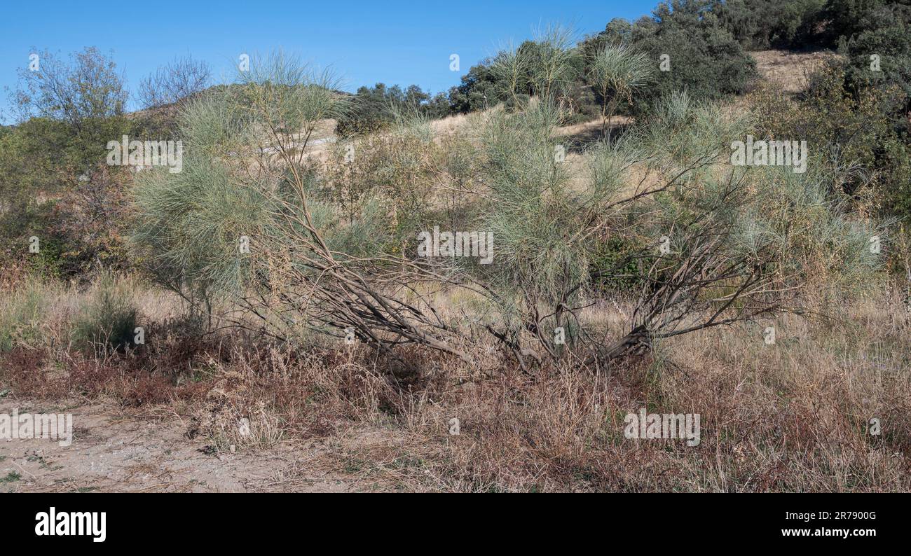 Rotem, retama sphaerocarpa. E' un arbusto nativo del Nord Africa e della Penisola Iberica. Foto scattata nel comune di San Agustin de Guadalix Foto Stock